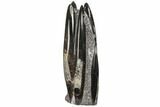 Bargain, Tall Tower Of Polished Orthoceras (Cephalopod) Fossils #110312-1